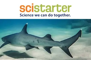 SciStarter Sharks Header