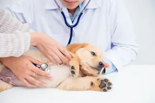 Dog at vet