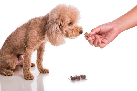 Dog taking heartworm pill