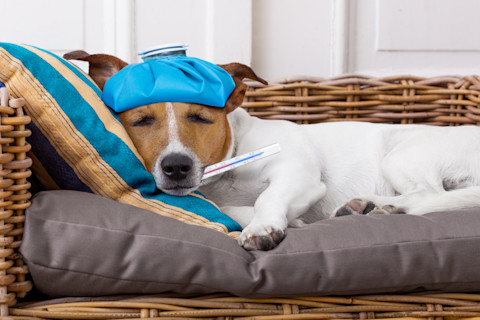 Sick doggie