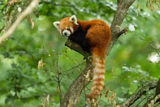 red panda tree