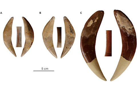 Low-Res An array of sabertooth teeth from Dinofelis, Lokotunjailurus, and Adeilosmilus CREDIT iScience Valenciano et al