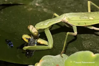 Praying mantis eating fish