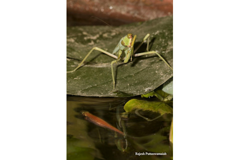 The observed male praying mantis (Hierodula tenuidentata) ready to hunt.