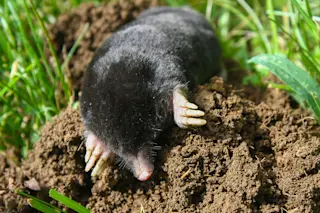 European mole (Talpa europaea) is a mammal of the order Eulipotyphla. It is also known as the common mole and the northern mole.
