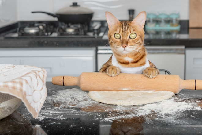 Why Do Cats Make Biscuits And Purr: The Feline Mystery