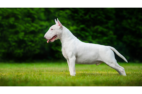 Modern Bull terrier