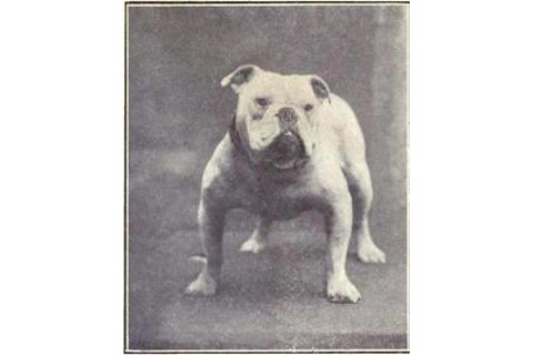 Bulldog from 1915