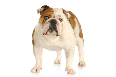 Modern english bulldog
