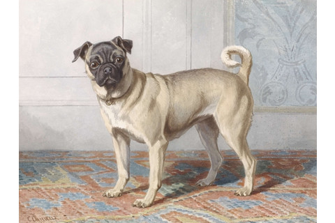 Portrait of Pug c. 1850-80