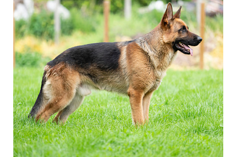 German Shepherd Standing