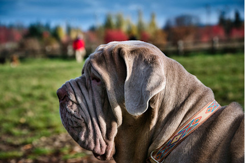 Profile of a Neapolitan Mastiff