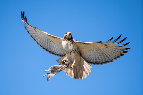 A red tail hawk taking off with a squirrel, grasped firmly in its talons.