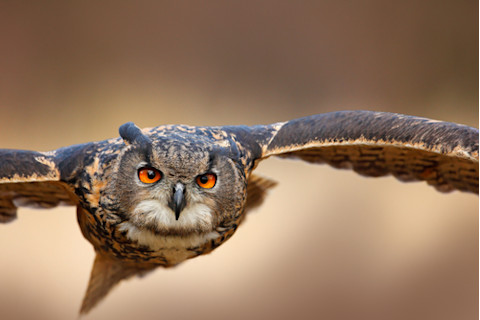 Eurasian Eagle Owl with open wings