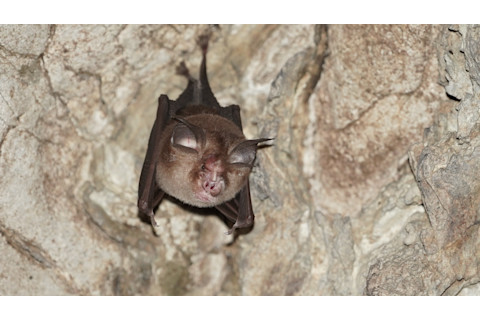 Bumblebee bat