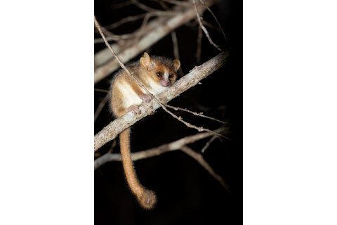 Madame Berthe's Mouse Lemur