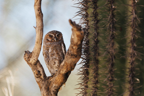 Elf owl
