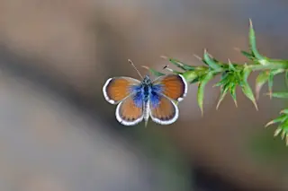 Western pygmy blue butterfly