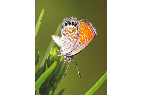 Female Western Pygmy-blue