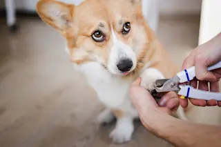 How to trim dog nails