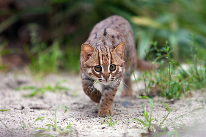 Small Wild Cat Breeds: Discover the Most Fascinating Mini Felines