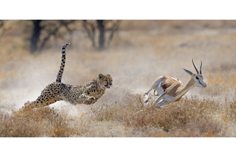 Cheetah chasing a springbok
