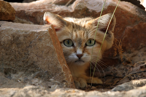 Sand cat