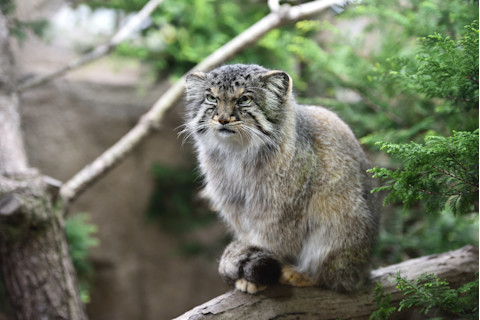 Pallas cat