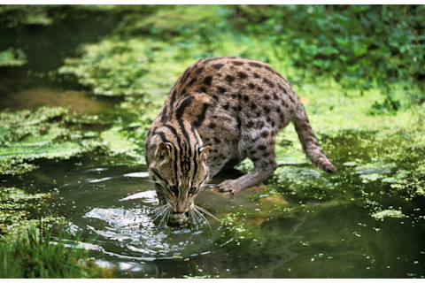 Fishing cat