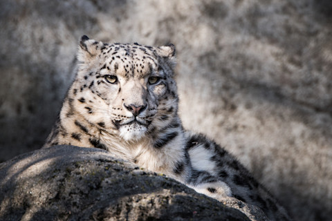 Snow leopard