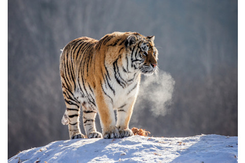 Siberian Tiger