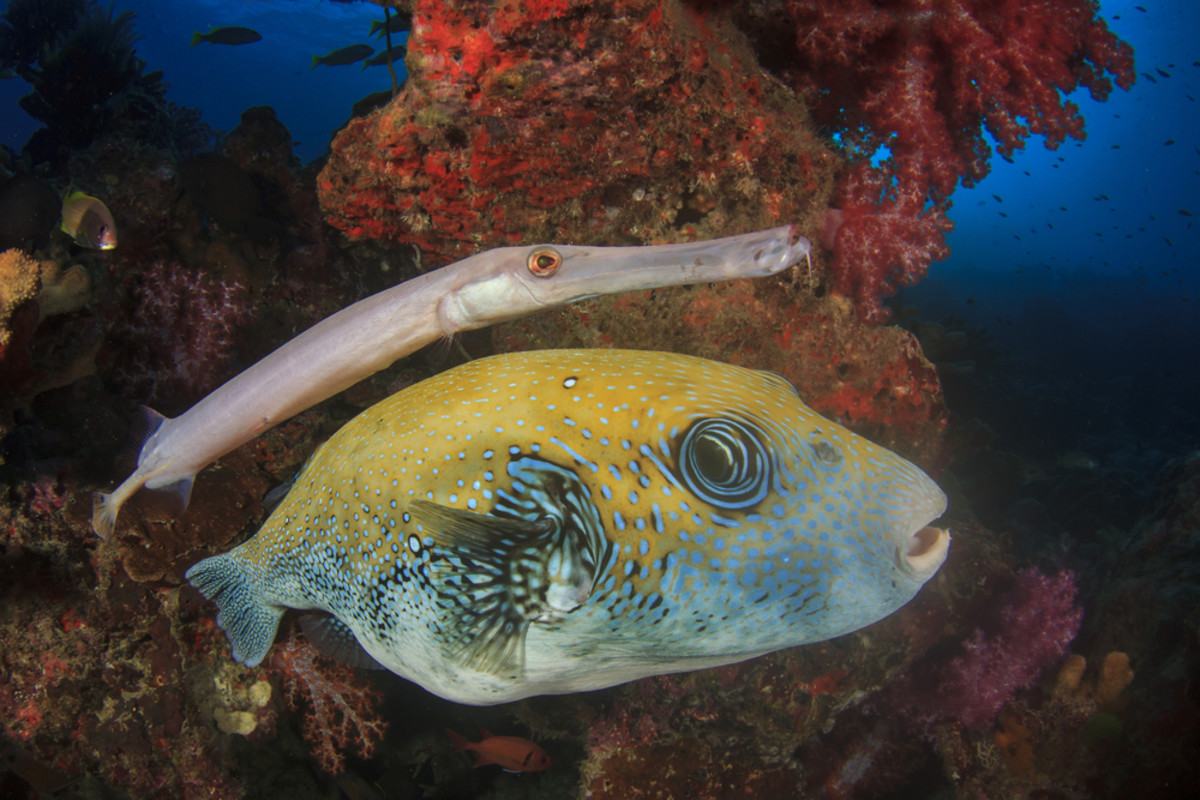 Reefs Are So Damaged That Fish Have Begun to Use Each Other As Cover ...