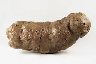 Coprolite