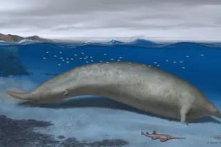 Manatee whale