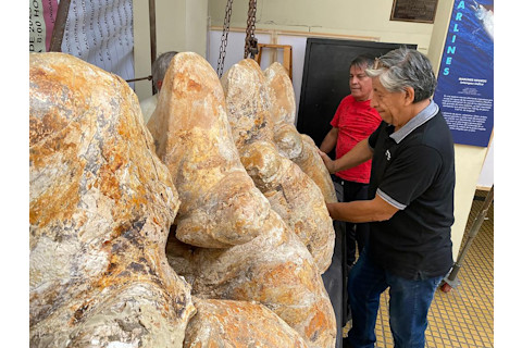 Manatee whale vertebrae