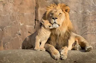 This proud male aftican lion is cuddled by his cub during an affectionate moment.