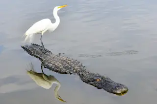 Crocodiles and birds, survivors of archosaurs