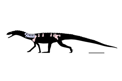 Mambachiton fiandohana reconstruction