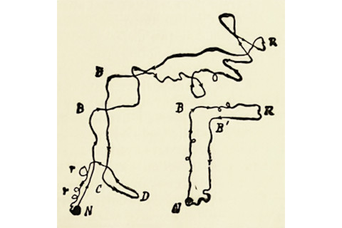 g-ant-circling