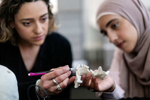 Anthropology professor with student examining skeleton bones in a classroom