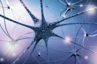 Nervous system