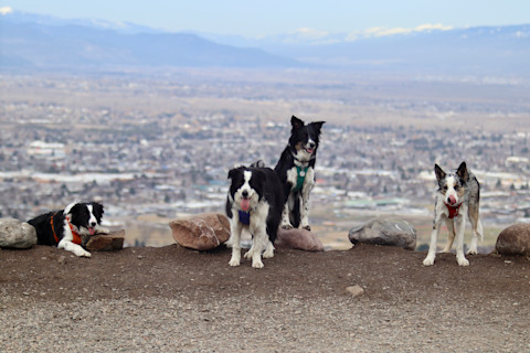 A gorup of detection dogs