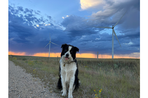 Conservation detection dog