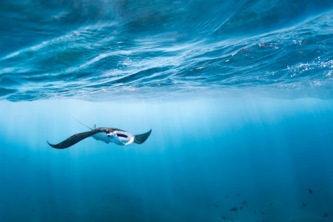 Underwater view of giant oceanic manta ray in tropical Nusa Penida island, Indonesia