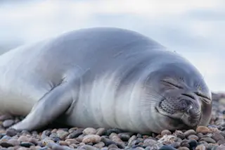 Elephant seal calf sleeping on rocks on the shore