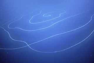 150-Foot Siphonophore discovered in Australian waters