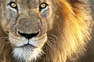 Close up of a male lion's face