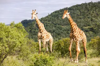Griaffe walking while on a safari in the famous Kruger National Park in South Africa