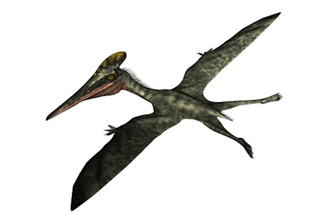 Pterodactylus prehistoric bird flying isolated in white background