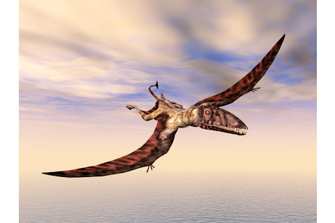 Flying Dinosaur Dimorphodon flying in the clouds